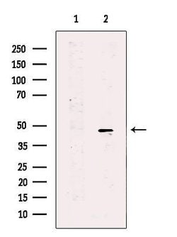 Invitrogen SH3GLB2 Polyclonal Antibody 100 &mu;L; Unconjugated:Antibodies,