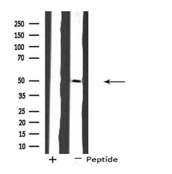 Invitrogen SH3GLB2 Polyclonal Antibody 100 &mu;L; Unconjugated:Antibodies,