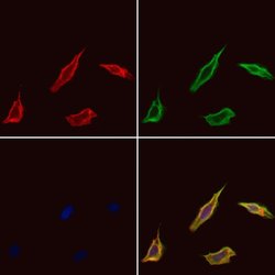 Invitrogen SCK Polyclonal Antibody 100 &mu;L; Unconjugated:Antibodies,