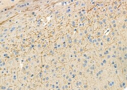 Invitrogen SCK Polyclonal Antibody 100 &mu;L; Unconjugated:Antibodies,