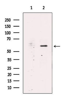 Invitrogen SCK Polyclonal Antibody 100 &mu;L; Unconjugated:Antibodies,