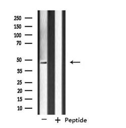 Invitrogen SIRPB1 Polyclonal Antibody 100 &mu;L; Unconjugated:Antibodies,