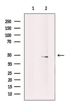 Invitrogen SLC17A2 Polyclonal Antibody 100 &mu;L; Unconjugated:Antibodies,