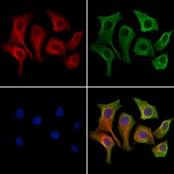 OATP2 Polyclonal Antibody, Invitrogen 100 &mu;L; Unconjugated:Antibodies,
