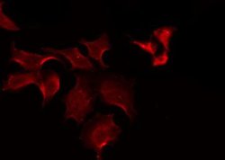 OATP2 Polyclonal Antibody, Invitrogen 100 &mu;L; Unconjugated:Antibodies,