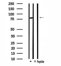OATP2 Polyclonal Antibody, Invitrogen 100 &mu;L; Unconjugated:Antibodies,