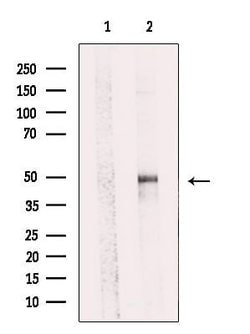 Invitrogen SYT11 Polyclonal Antibody 100 &mu;L; Unconjugated:Antibodies,