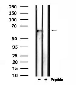 Invitrogen TCF7L1 Polyclonal Antibody 100 &mu;L; Unconjugated:Antibodies,