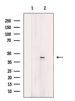 Invitrogen GTF3A Polyclonal Antibody 100 &mu;L; Unconjugated:Antibodies,