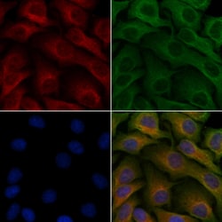 Invitrogen Ubiquilin 3 Polyclonal Antibody 100 &mu;L; Unconjugated:Antibodies,