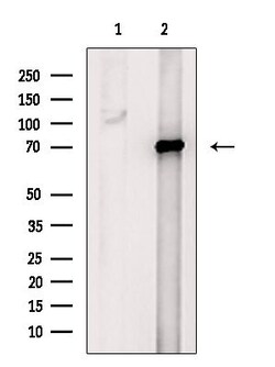 Invitrogen Ubiquilin 3 Polyclonal Antibody 100 &mu;L; Unconjugated:Antibodies,