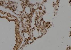 Invitrogen Ubiquilin 3 Polyclonal Antibody 100 &mu;L; Unconjugated:Antibodies,