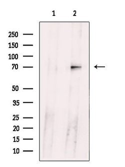 Invitrogen Ubiquilin 3 Polyclonal Antibody 100 &mu;L; Unconjugated:Antibodies,