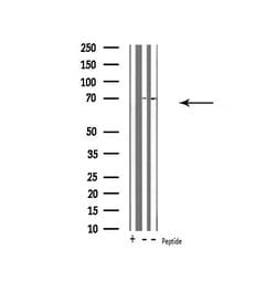 Invitrogen Ubiquilin 3 Polyclonal Antibody 100 &mu;L; Unconjugated:Antibodies,
