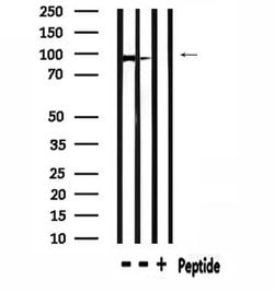 Invitrogen USP13 Polyclonal Antibody 100 &mu;L; Unconjugated:Antibodies,