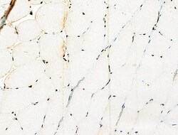 Invitrogen USP30 Polyclonal Antibody 100 &mu;L; Unconjugated:Antibodies,
