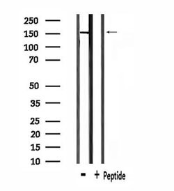 Invitrogen USP42 Polyclonal Antibody 100 &mu;L; Unconjugated:Antibodies,