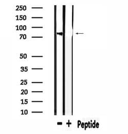 Invitrogen USP44 Polyclonal Antibody 100 &mu;L | Buy Online | Invitrogen&trade; | Fisher Scientific