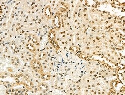 Invitrogen UBAP2L Polyclonal Antibody 100 &mu;L; Unconjugated:Antibodies,