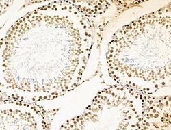 Invitrogen UBAP2L Polyclonal Antibody 100 &mu;L; Unconjugated:Antibodies,