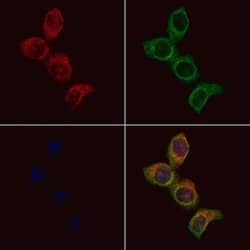 Invitrogen CACNG1 Polyclonal Antibody 100 &mu;L; Unconjugated:Antibodies,