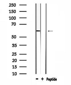 Invitrogen WASF3 Polyclonal Antibody 100 μL; Unconjugated:Antibodies,