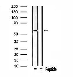 Invitrogen ZNF50 Polyclonal Antibody 100 &mu;L; Unconjugated:Antibodies,
