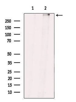 Invitrogen ZNF292 Polyclonal Antibody 100 &mu;L; Unconjugated:Antibodies,