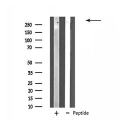 Invitrogen ZNF292 Polyclonal Antibody 100 &mu;L; Unconjugated:Antibodies,