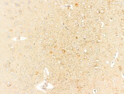 Invitrogen SLC30A4 Polyclonal Antibody 100 &mu;L; Unconjugated:Antibodies,