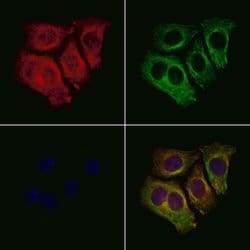 Invitrogen SLC39A7 Polyclonal Antibody 100 μL; Unconjugated:Antibodies,