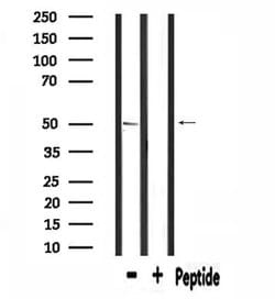Invitrogen SLC39A7 Polyclonal Antibody 100 μL; Unconjugated:Antibodies,