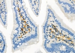 Invitrogen RNF130 Polyclonal Antibody 100 &mu;L; Unconjugated:Antibodies,