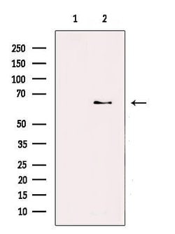 Invitrogen ZNF695 Polyclonal Antibody 100 &mu;L; Unconjugated:Antibodies,