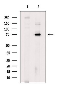 Invitrogen ZNF695 Polyclonal Antibody 100 &mu;L; Unconjugated:Antibodies,