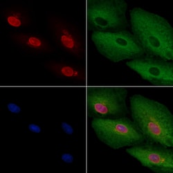 Invitrogen ARX Polyclonal Antibody 100 μL; Unconjugated:Antibodies,