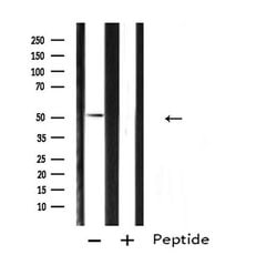 Invitrogen ARX Polyclonal Antibody 100 μL; Unconjugated:Antibodies,