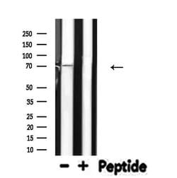 Invitrogen ELF4 Polyclonal Antibody 100 &mu;L; Unconjugated:Antibodies,