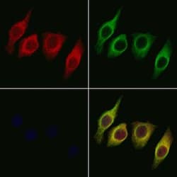 Invitrogen STARD10 Polyclonal Antibody 100 μL; Unconjugated:Antibodies,