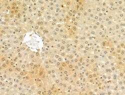 Invitrogen STARD10 Polyclonal Antibody 100 μL; Unconjugated:Antibodies,
