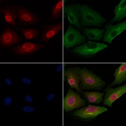 Invitrogen DUSP10 Polyclonal Antibody 100 &mu;L; Unconjugated:Antibodies,