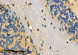 Invitrogen DUSP10 Polyclonal Antibody 100 &mu;L; Unconjugated:Antibodies,