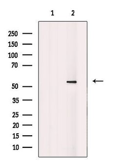 Invitrogen DUSP10 Polyclonal Antibody 100 &mu;L; Unconjugated:Antibodies,