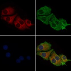 Invitrogen MYL6 Polyclonal Antibody 100 &mu;L; Unconjugated:Antibodies,