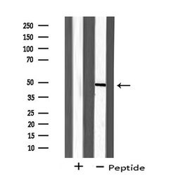 Invitrogen ZAR1 Polyclonal Antibody 100 &mu;L; Unconjugated:Antibodies,