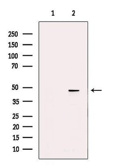 Invitrogen ZAR1 Polyclonal Antibody 100 &mu;L; Unconjugated:Antibodies,