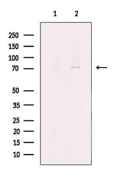 Invitrogen CHFR Polyclonal Antibody 100 &mu;L; Unconjugated:Antibodies,