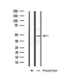 Invitrogen BAG4 Polyclonal Antibody 100 μL; Unconjugated:Antibodies,