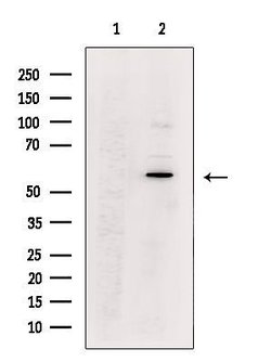 Invitrogen MATK Polyclonal Antibody 100 &mu;L; Unconjugated:Antibodies,