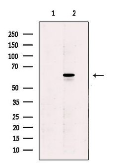 Invitrogen STK33 Polyclonal Antibody 100 &mu;L | Buy Online | Invitrogen&trade; | Fisher Scientific